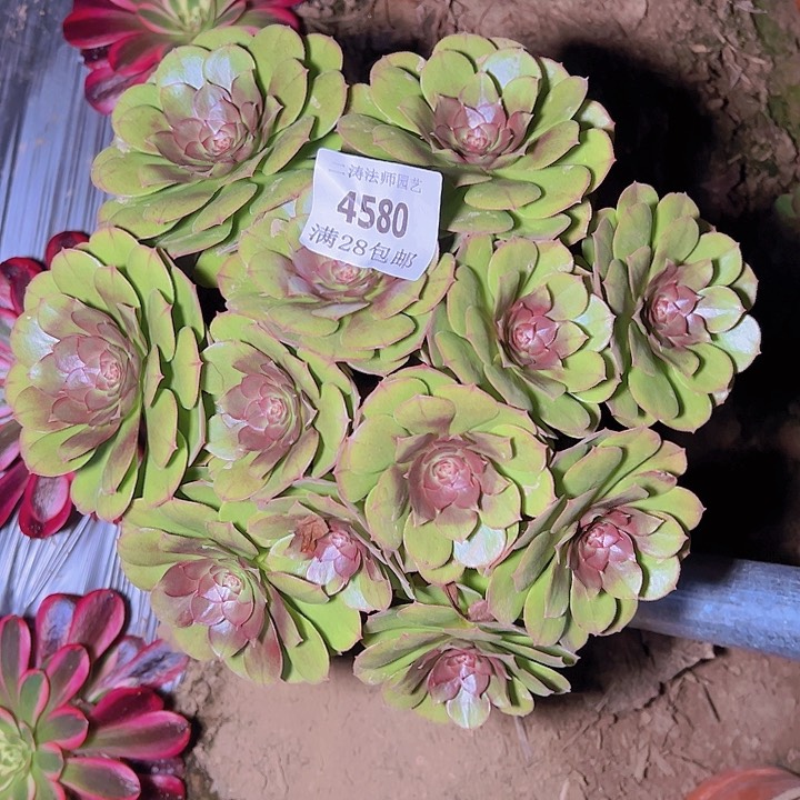 4580红心万圣节多肉植物2号