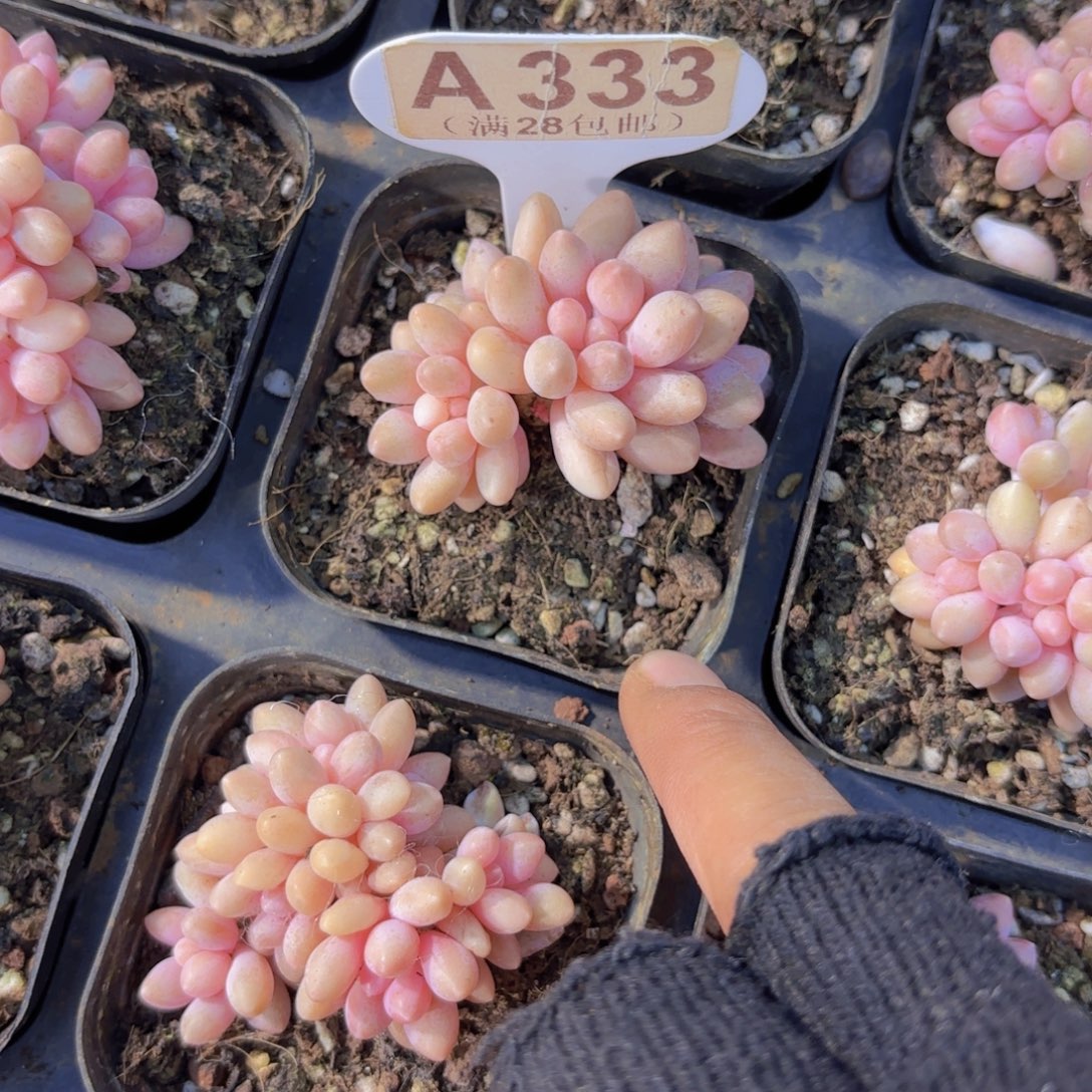 A333星黛露一物一拍