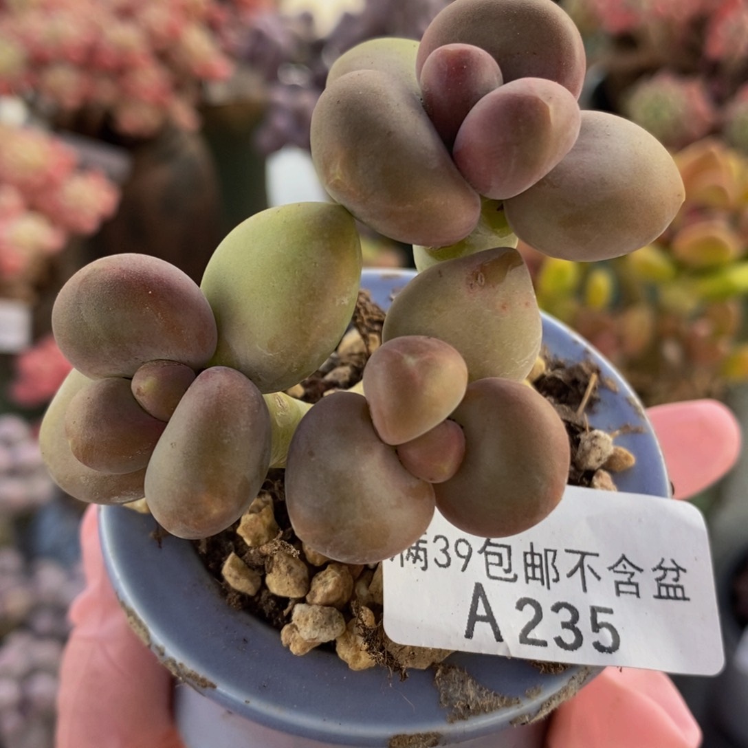 kk奶6cm235多肉植物