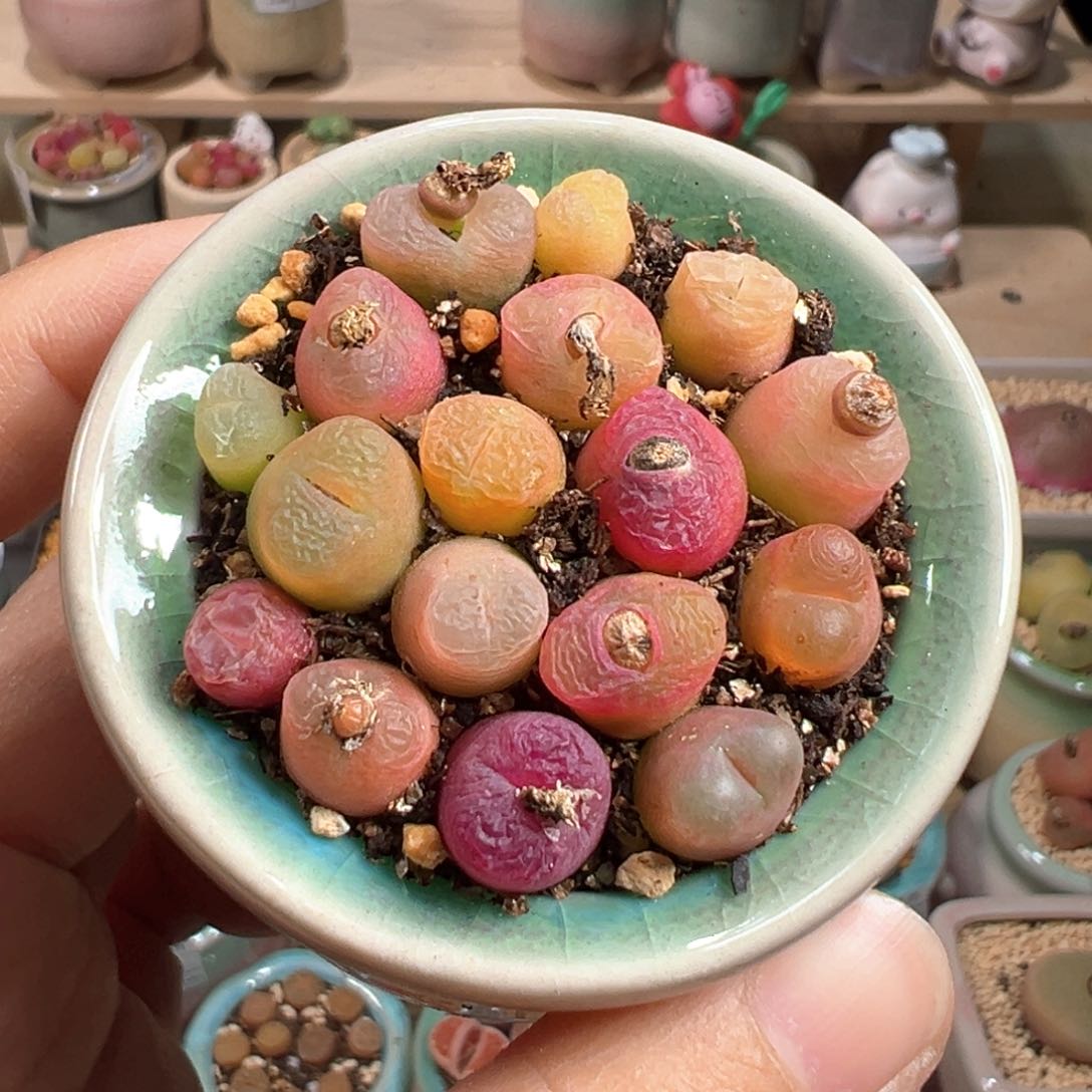 多肉植物203号毛毛