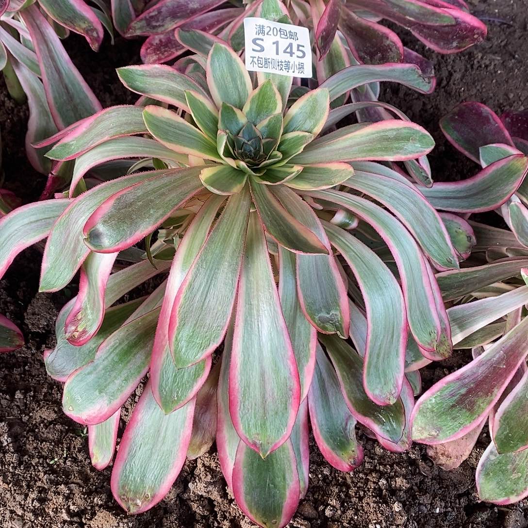 145红魔女多肉法师锦带花脸