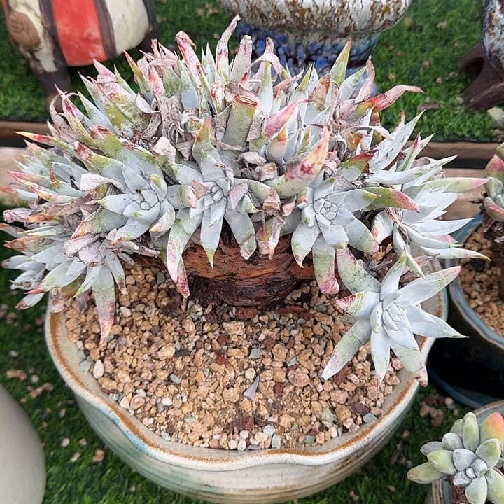 2***H雪山杂仙女杯老桩