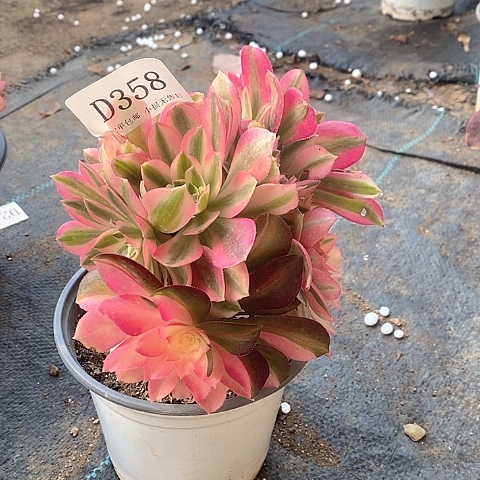 358粉女巫母本多肉处理无售后