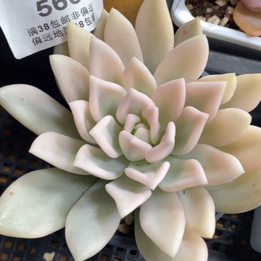 566奥普琳娜锦宽锦单头