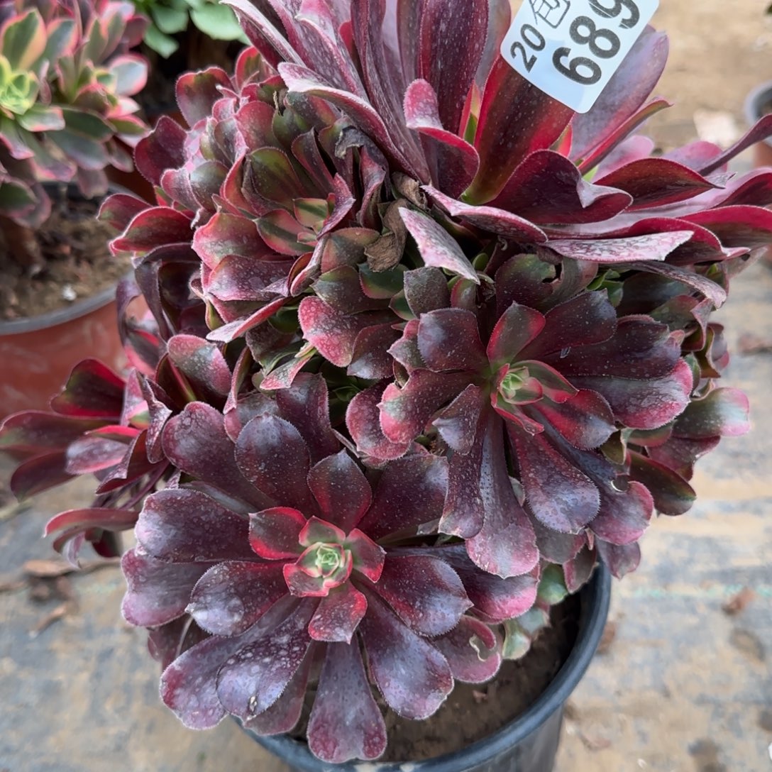 蒙娜丽莎689满20包邮断枝不包