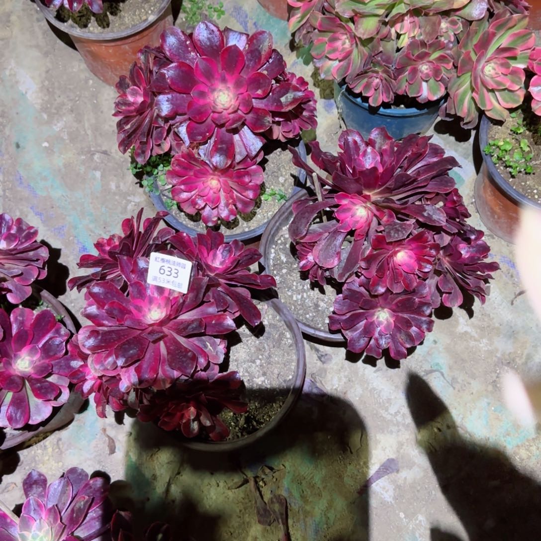 美杜莎法师多肉633三颗不包损