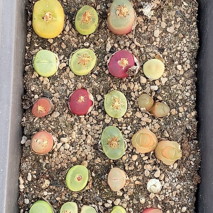 桃喜花园0130-141一盆