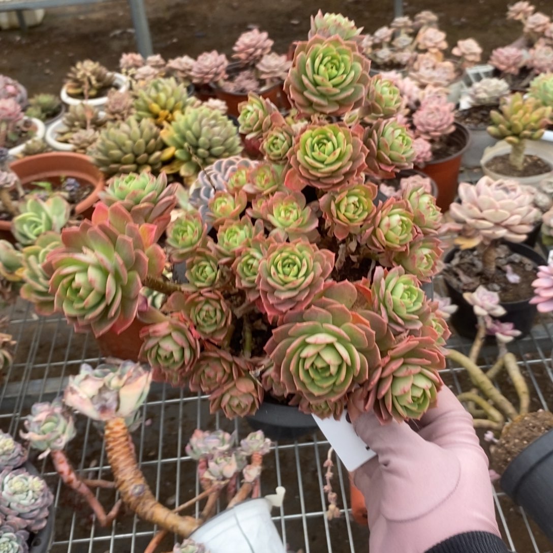 6314蔷薇牡丹一物一拍