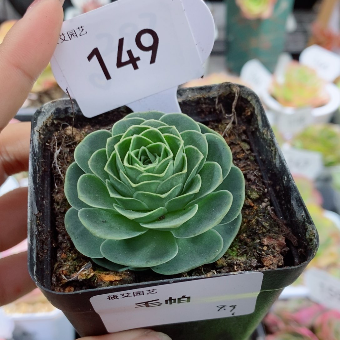 149毛帕单颗（休眠期粉色）