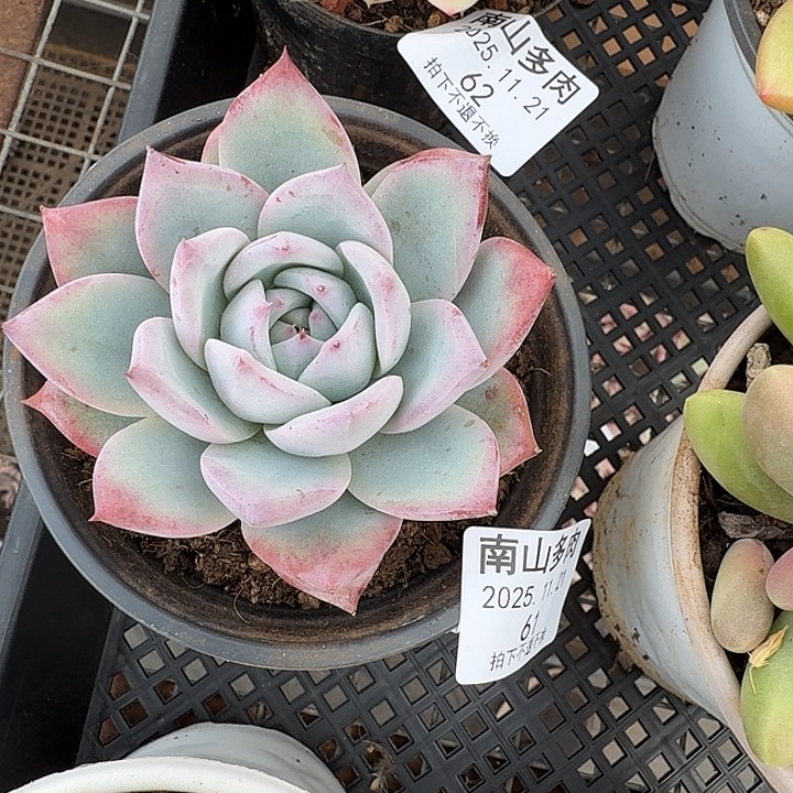 紫卡11111111121-61