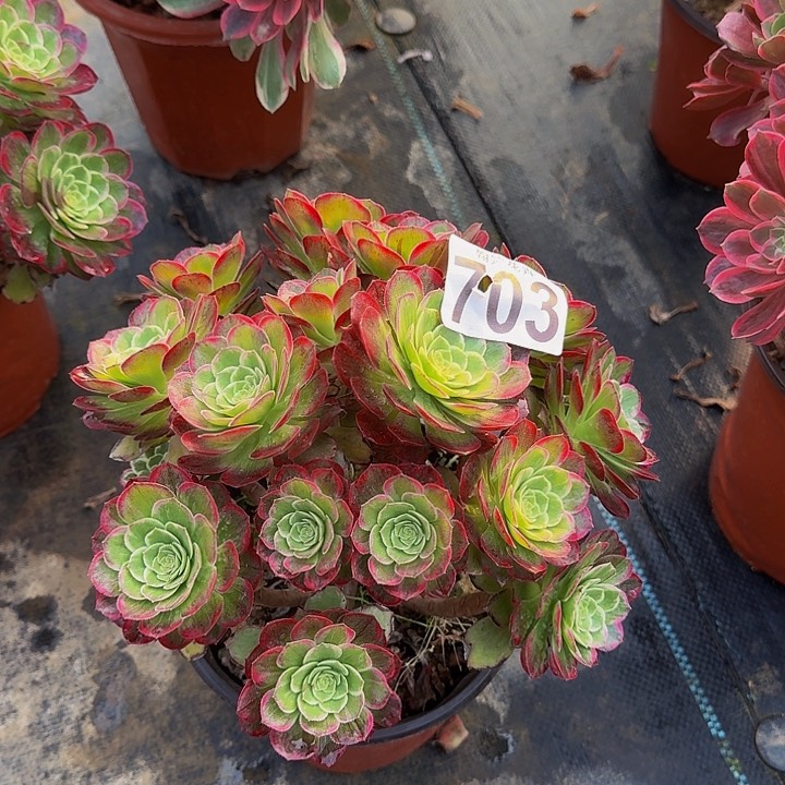 00000000000000703万花筒