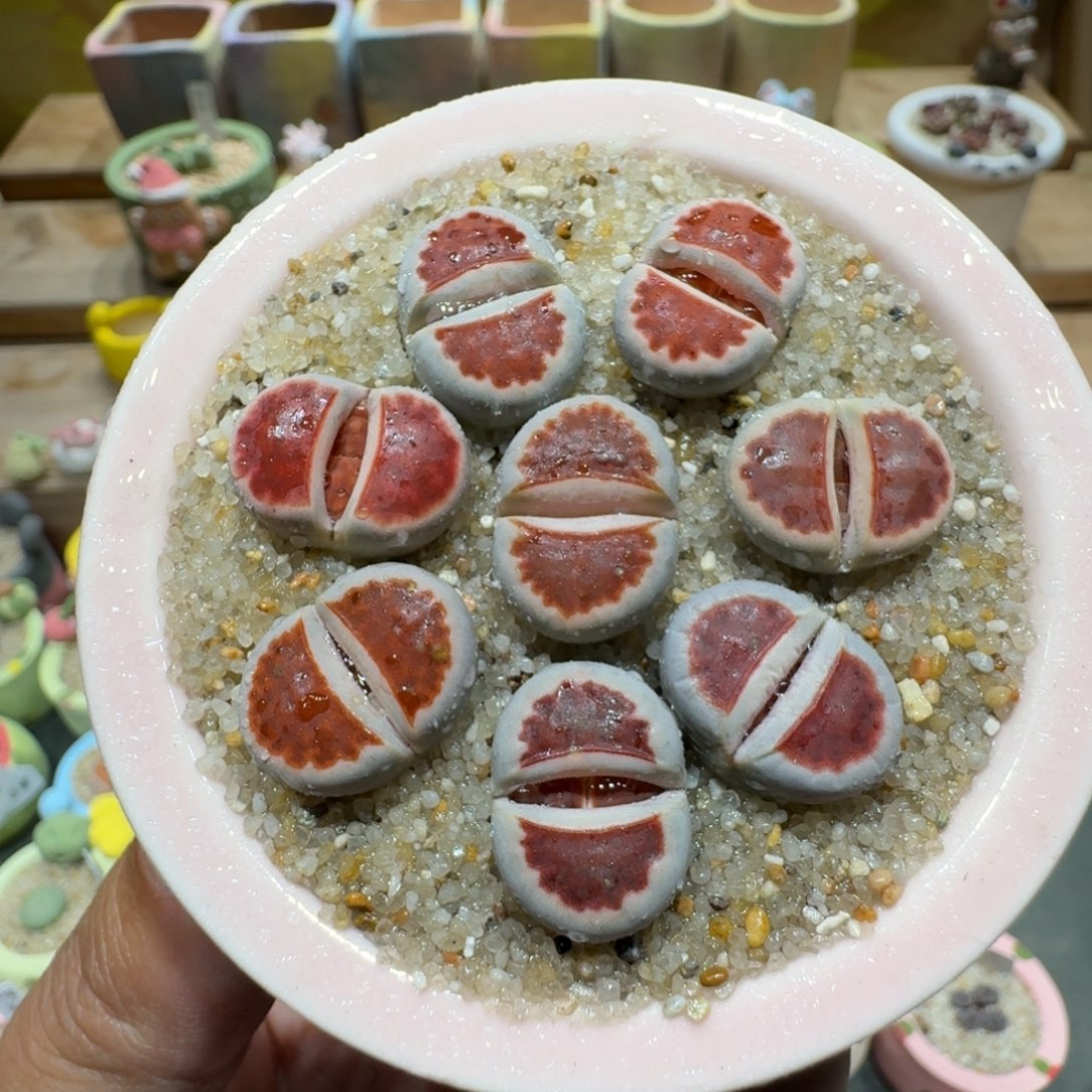 蘑菇1552红窗多肉植物