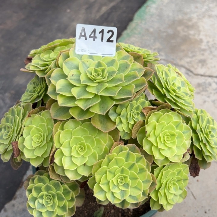 412雨荷22厘米左右
