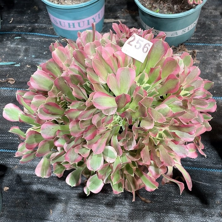 白凤256   冠幅32