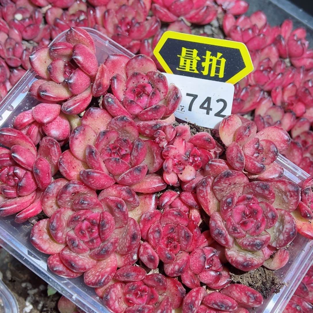 多肉植物多肉植物