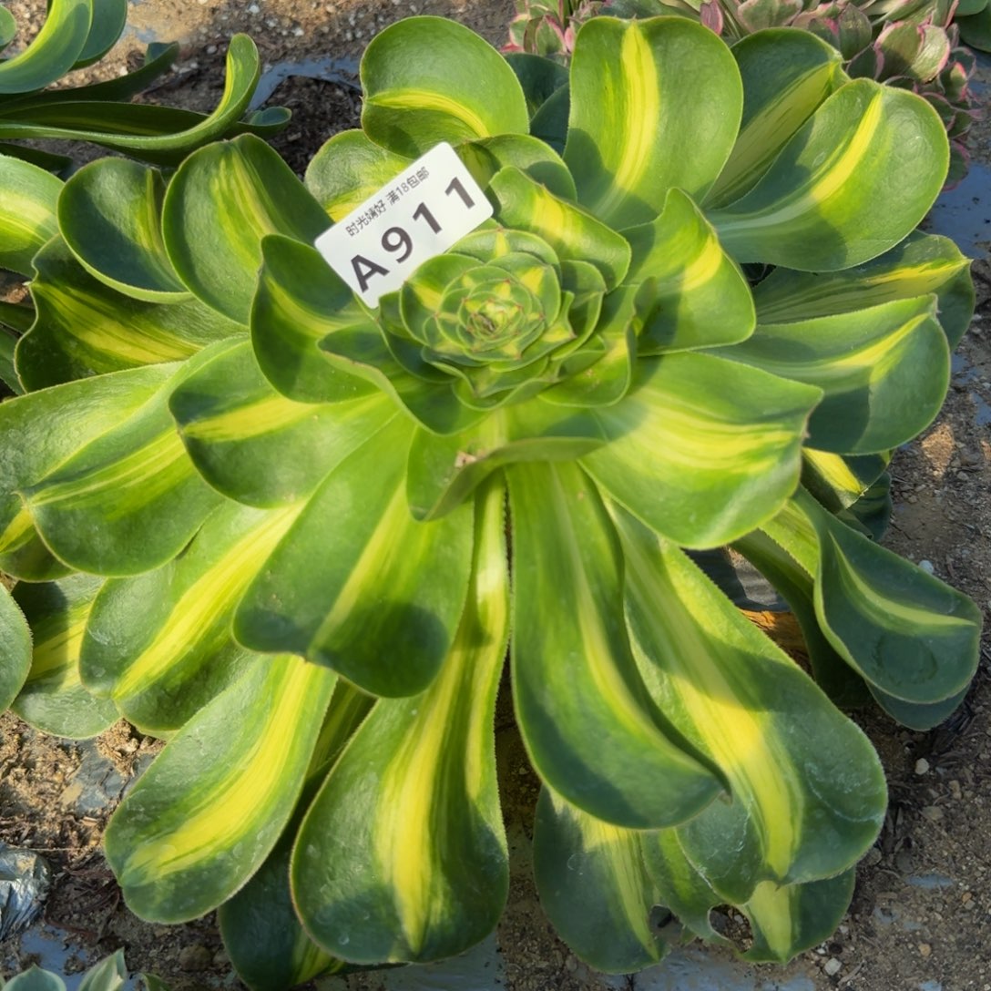 911暴君。多肉植物