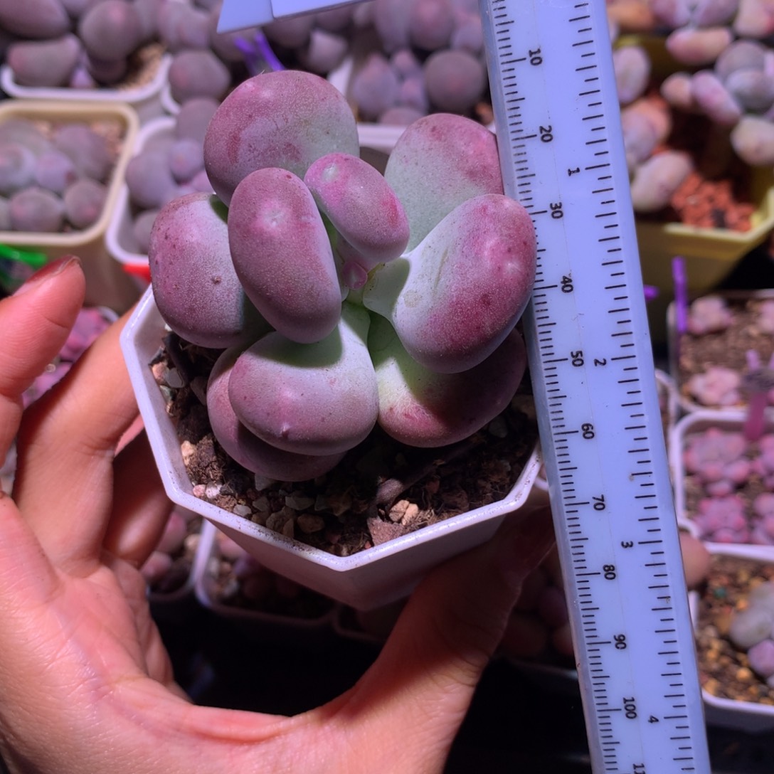 服盆消耗叶子 小屁桃 小书肉奶酪多肉 