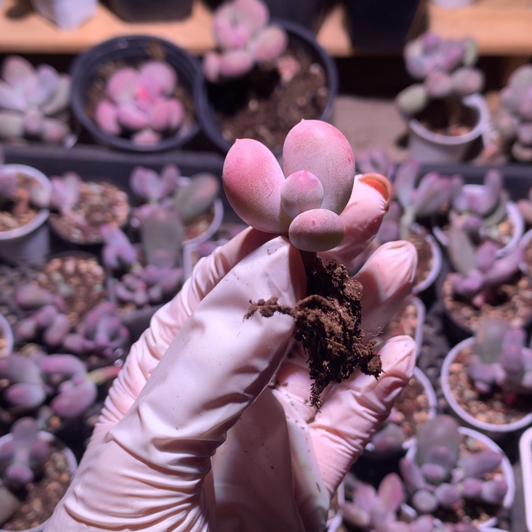 *️米可奶酪多肉 米可