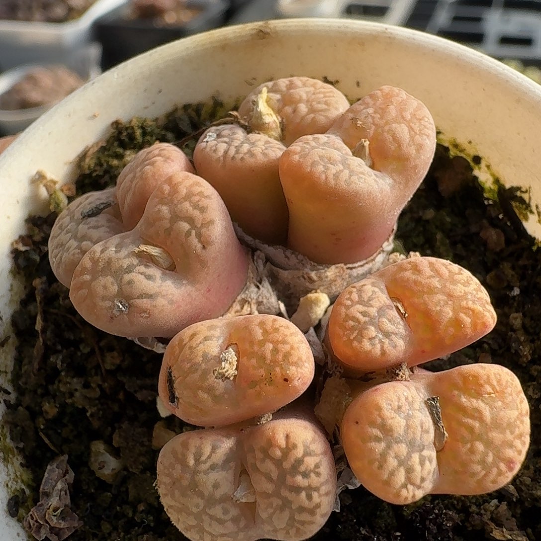 009鸟哈尼风铃玉哈哈哈哈