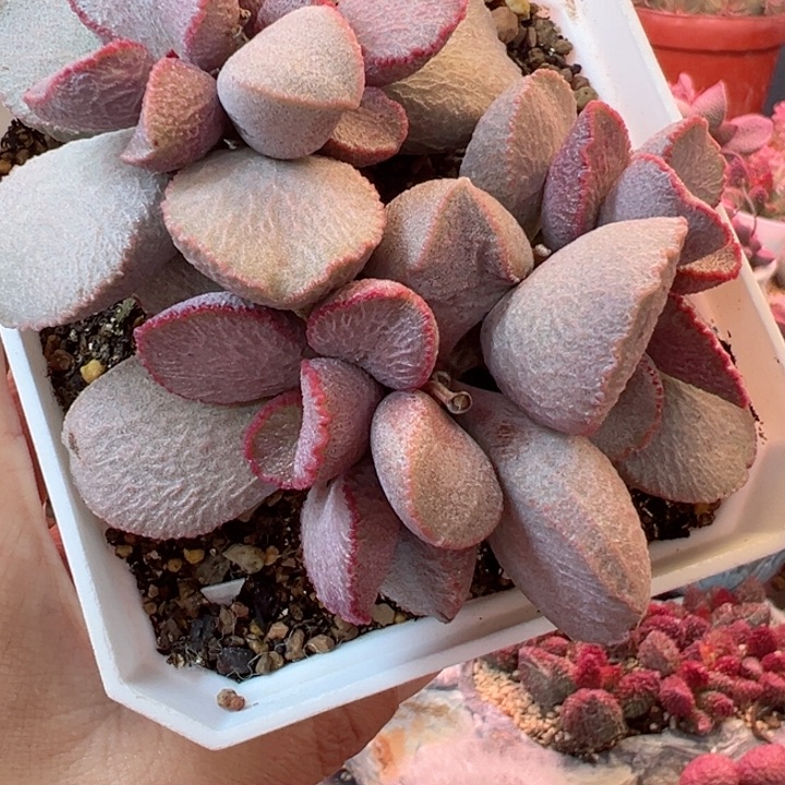 ?**?可以说我很喜欢看这