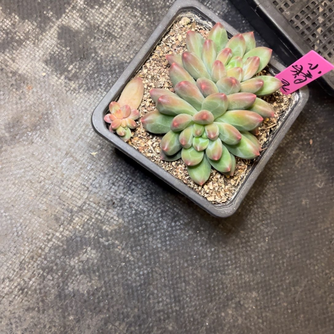 ****️小精灵脱土发货，，