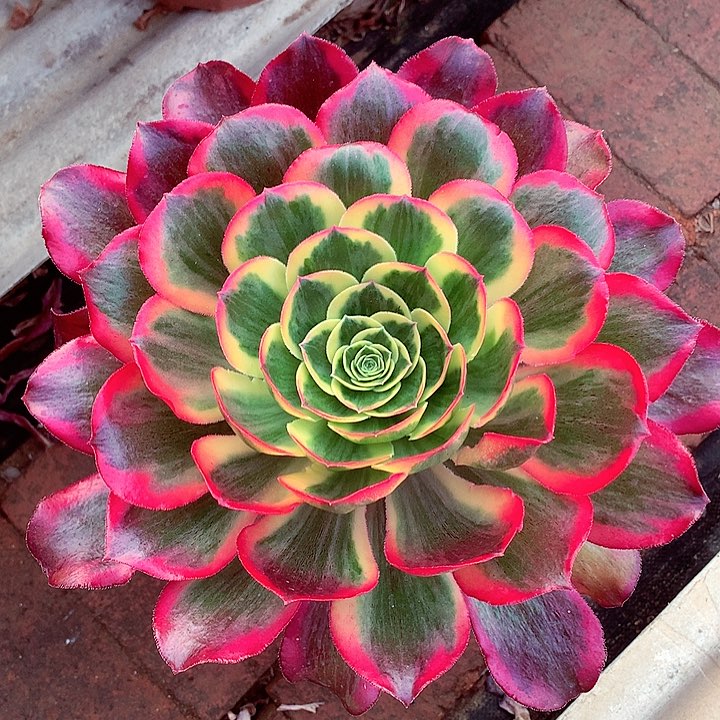 魅影老桩，多肉植物