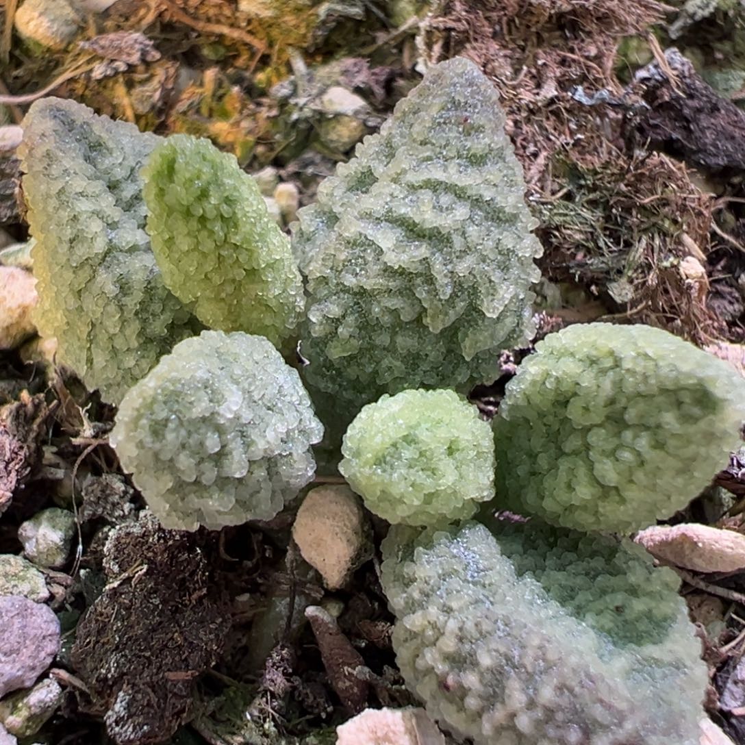 福利款螺旋倒刺纹实生新品