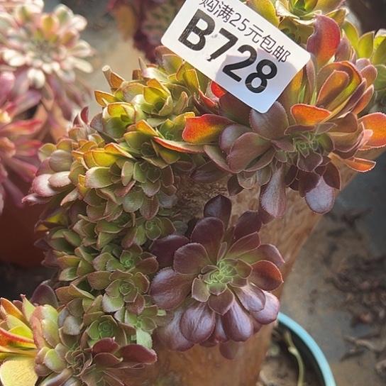 知**乐多肉植物一个