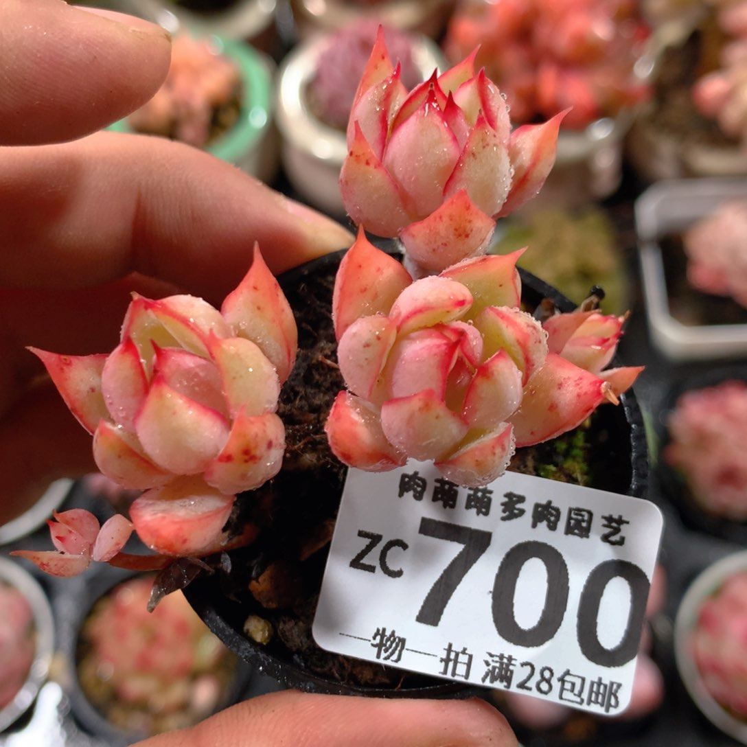 5CM拇指盆精控多肉ZC700