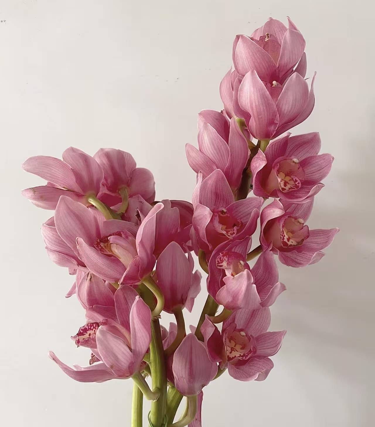 大花惠兰——英雄惠兰