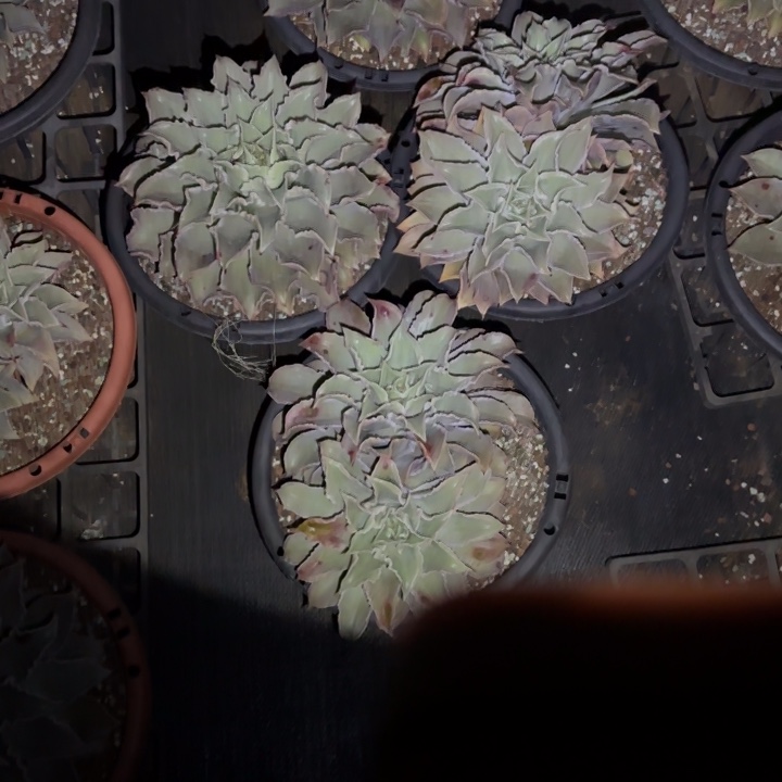 用***3多肉植物，饺子皮4棵