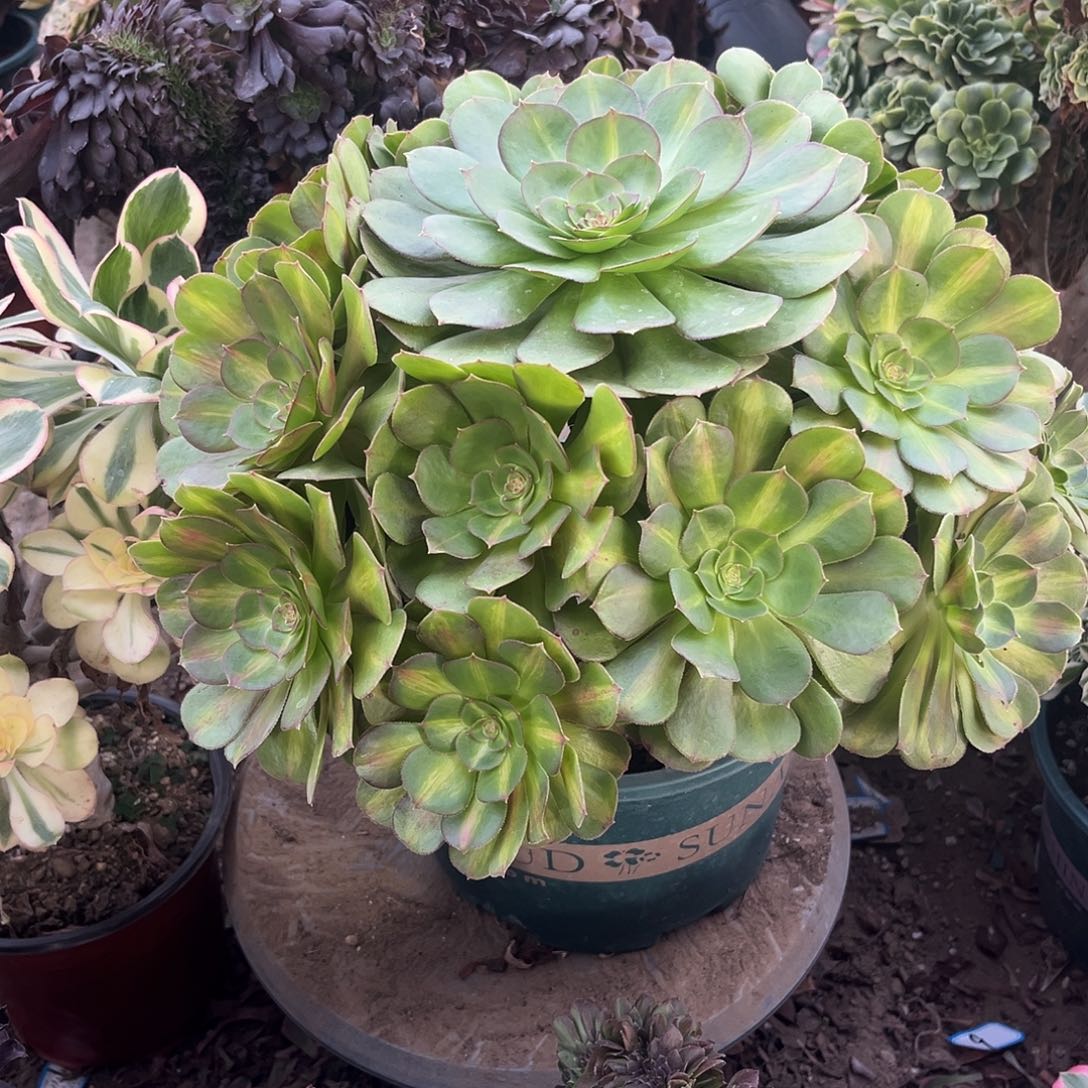 12万圣节中班法师多肉植物