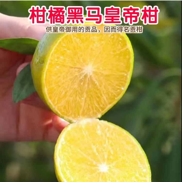 广西灵山皇帝柑清甜多汁皮薄当季新鲜3斤起包邮