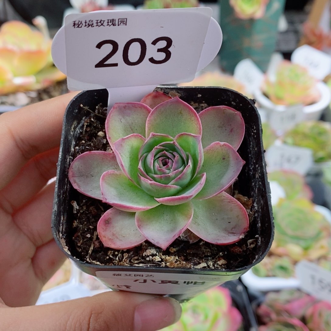 203黄帕小单颗。             