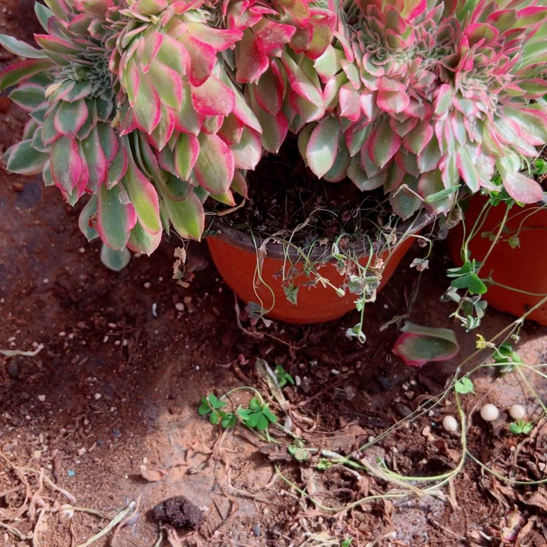 我3699 号多肉法师新年福利荔枝了