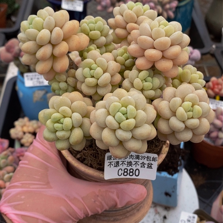 洛可可老桩12vm880多肉植物