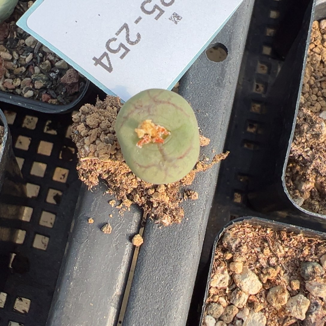 25-254肉锥多肉植物