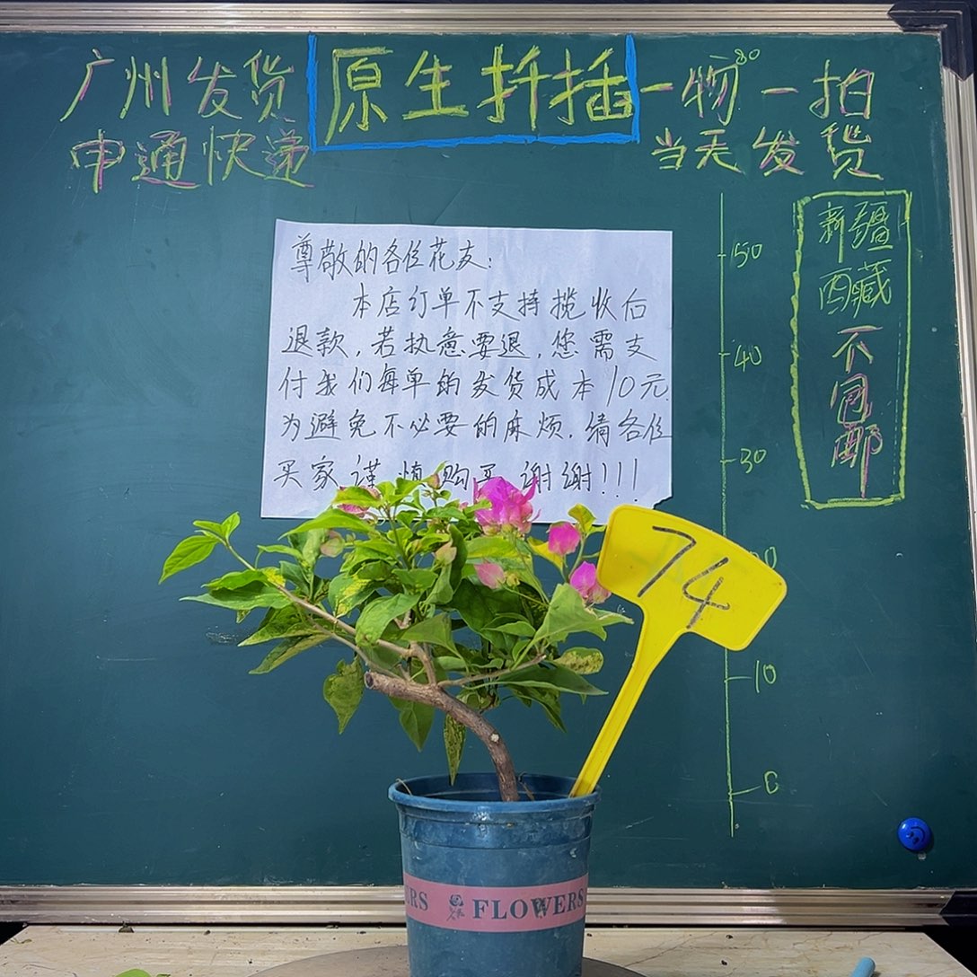 当前无花栽培后可以开花  粗弯杆 斑红樱  74