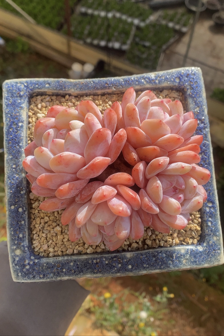 窦窦，云南精品多肉植物