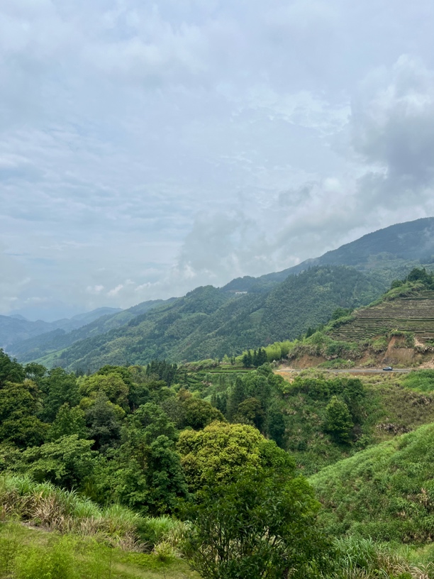 白茶 2010年  春寿  （初级农产品）