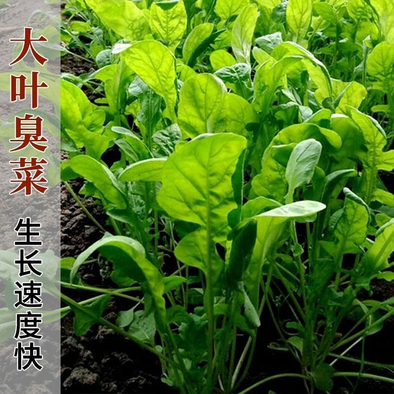 大叶芝麻菜种子30天收割四季播香味可口清炒更香臭菜野菜种子