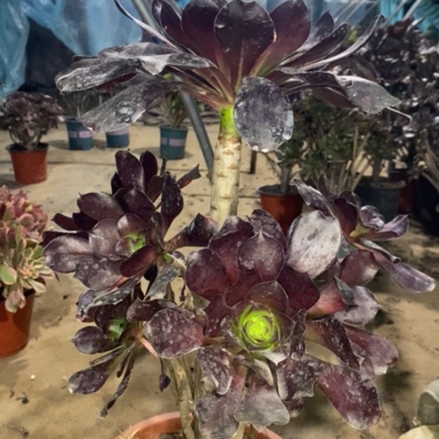 巫毒多肉植物034