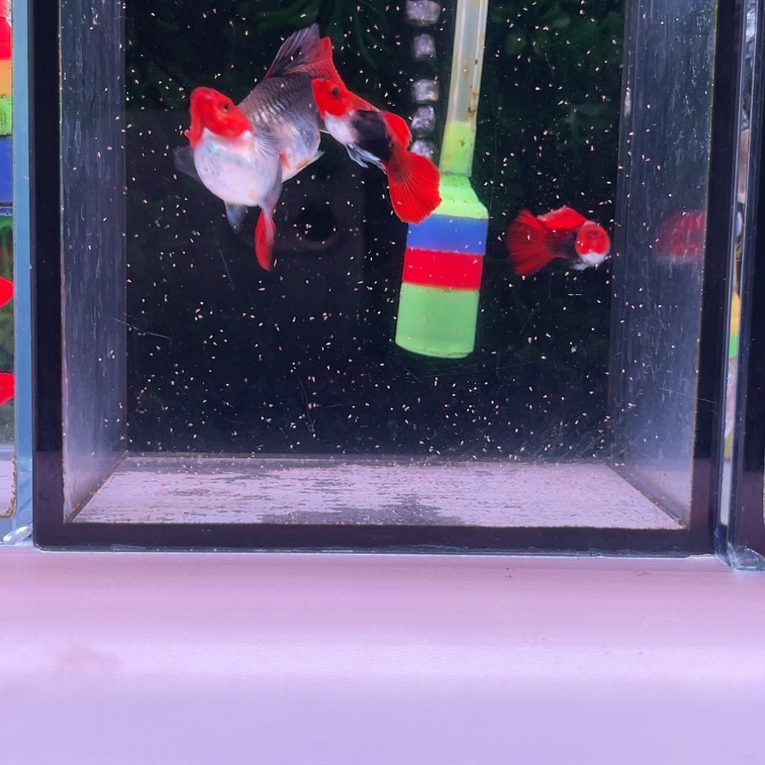 黑玛丽鱼深海蓝贵族球2对