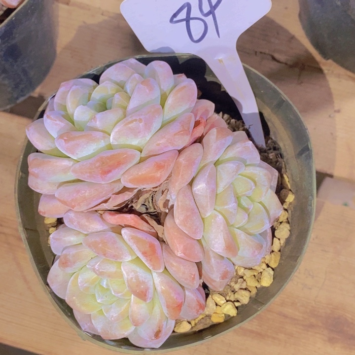 在家里面吃饭的吗怎么