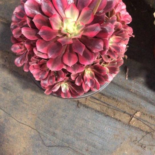 漠***然无花朵美杜莎法师多肉植物508号