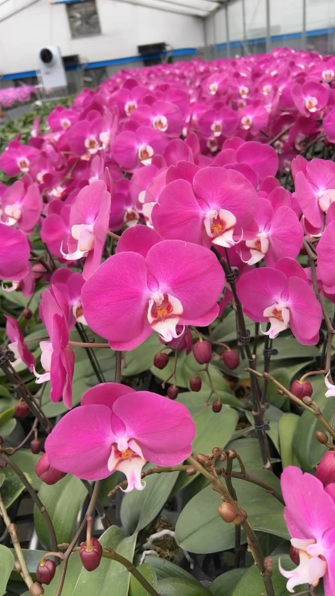 蝴蝶兰【蝴蝶兰青梅竹马】带花苞盆栽兰花大苗客厅室内植物花卉四季