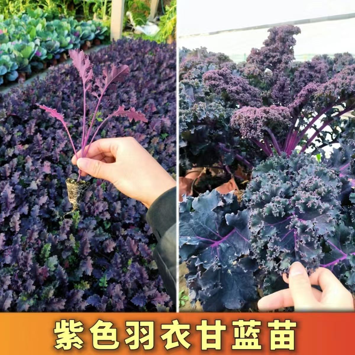 【12棵羽衣甘蓝苗】羽衣甘蓝秧苗带土发货蔬菜种苗秧苗新鲜现拨