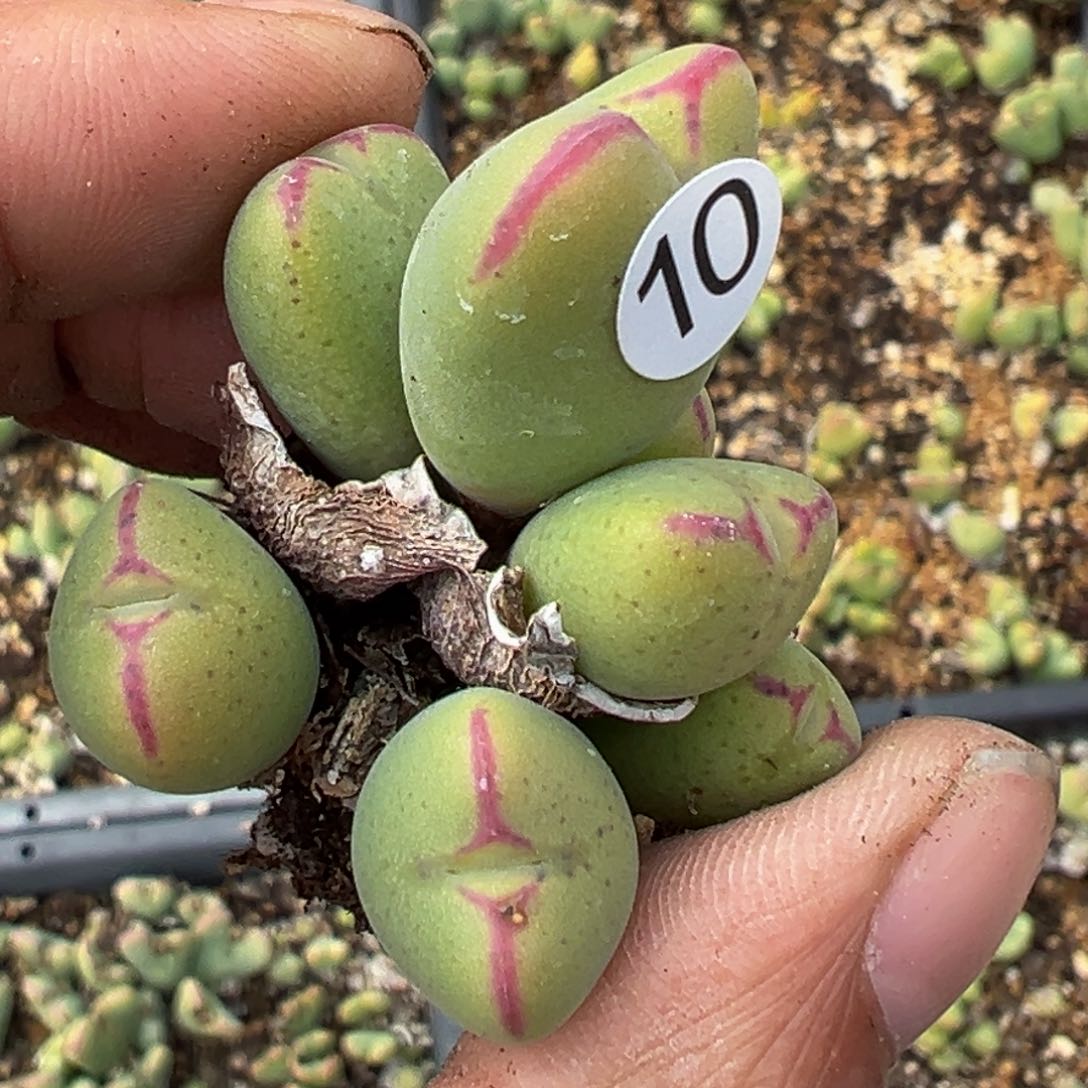 多肉植物1111111111111111