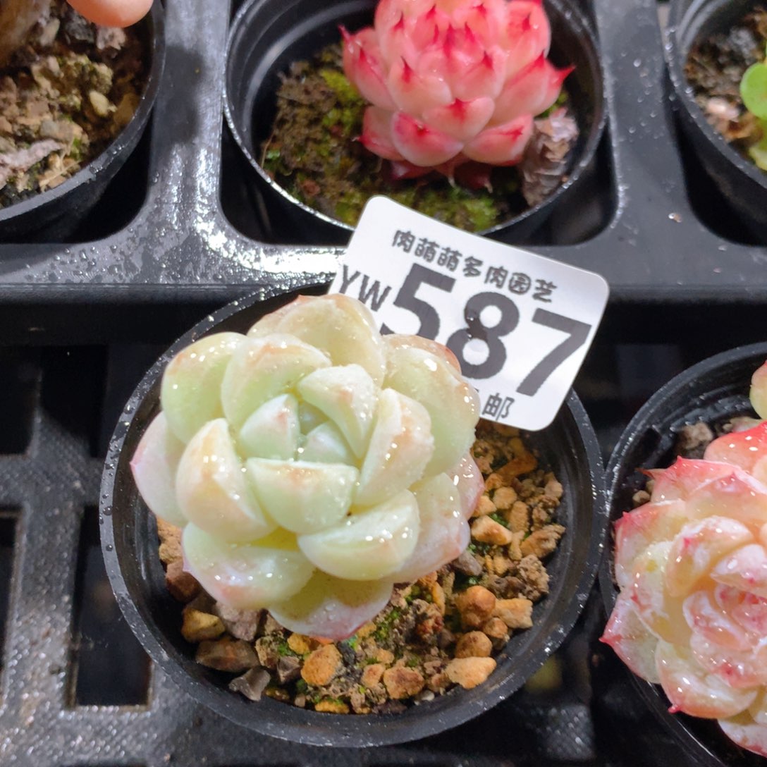 5CM拇指盆精控多肉YW587