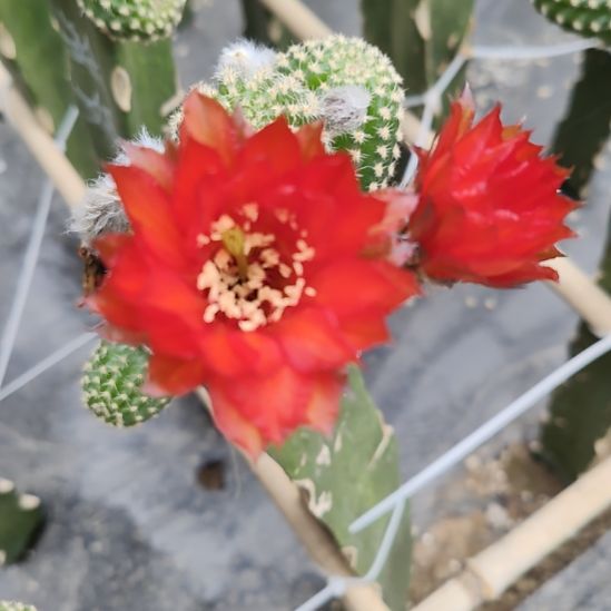 仙人球金刚妖姬侧芽